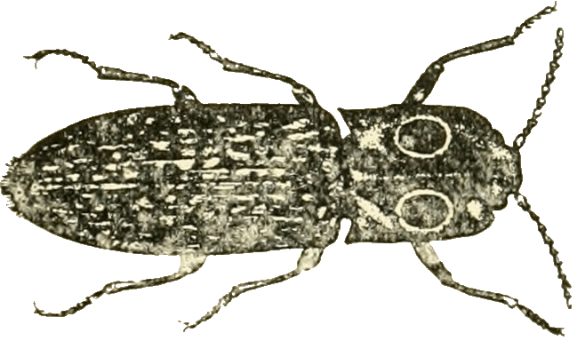 Scrolling Beetle